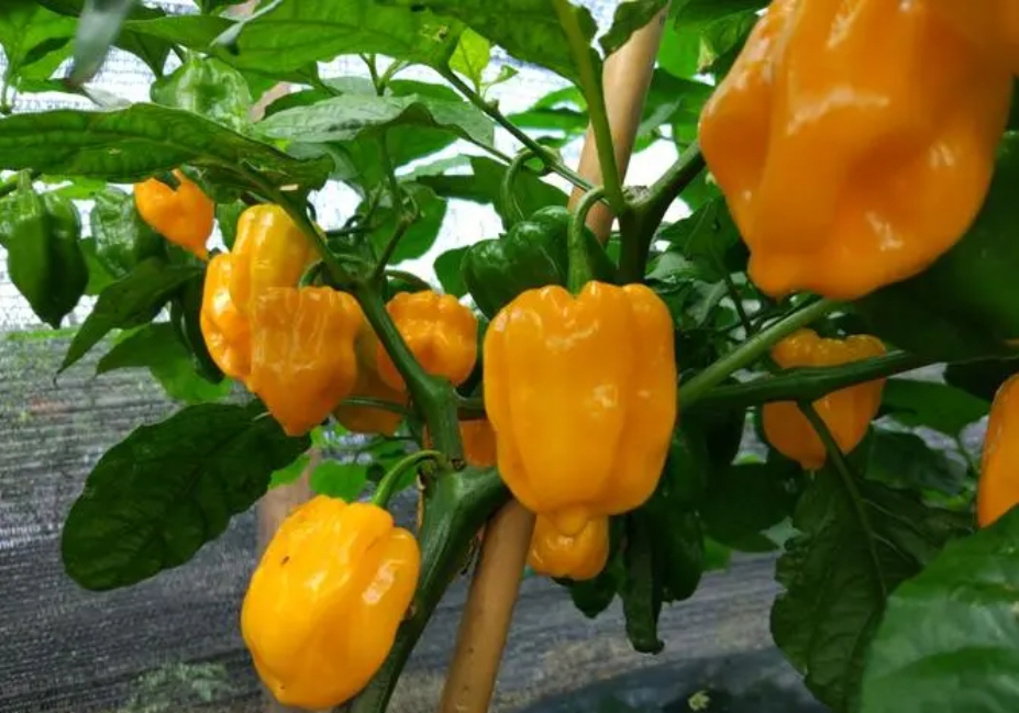 20240829161544 20240829161544