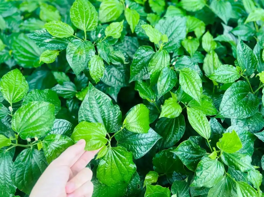 20250618161358 20250618161358