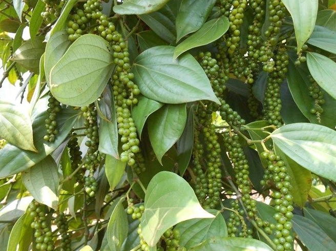 1715844205921174.png ΢ÐŽØÍ¼_20240516143503.png