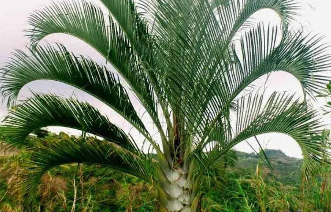 1727165938424668.png ΢ÐŽØÍ¼_20240923114742.png