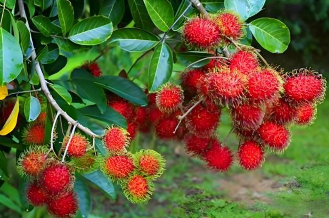 1741937817240792.png ΢ÐŽØÍ¼_20250314114036.png