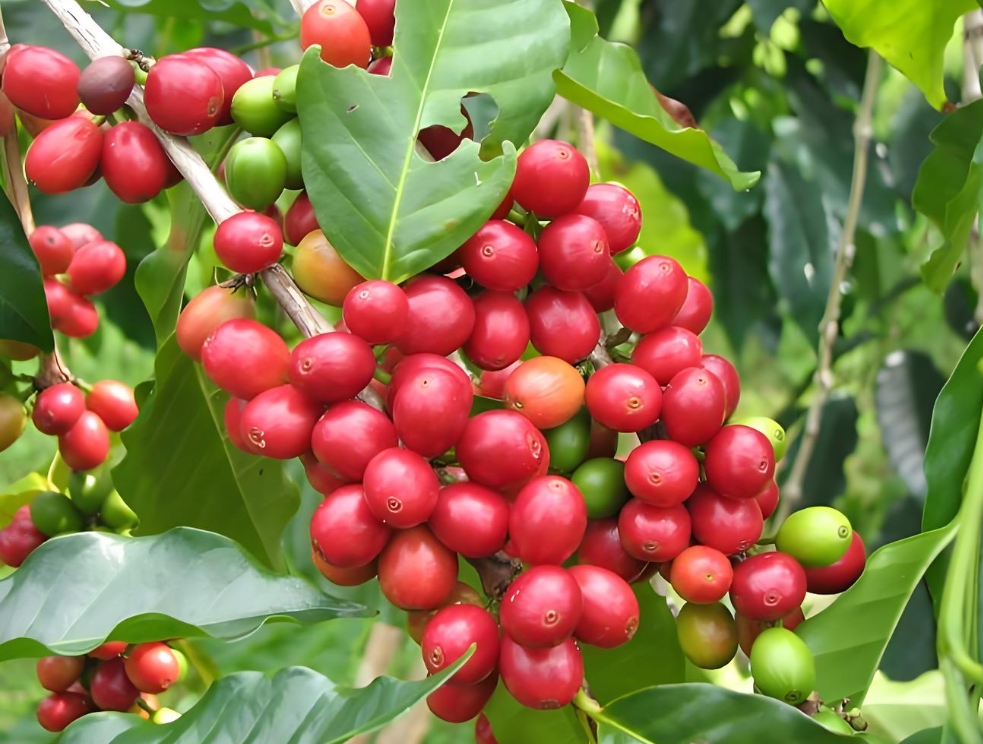 1751358229608032.png ΢ÐŽØÍ¼_20250701152643.png